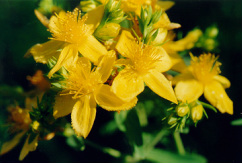 Image for <B>Sphagni Hyperici 100mls </B><I> </I>