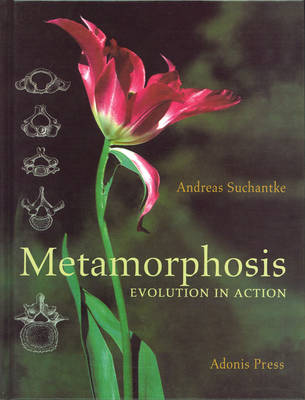 Image for <B>Metamorphosis </B><I> Evolution in Action</I>