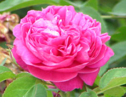 Image for <B>Rose Day Cream 30g </B><I> </I>