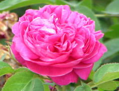 <B>Sphagni Rose 50ml </B><I> </I> Image for <B>Sphagni Rose 50ml </B><I> </I>