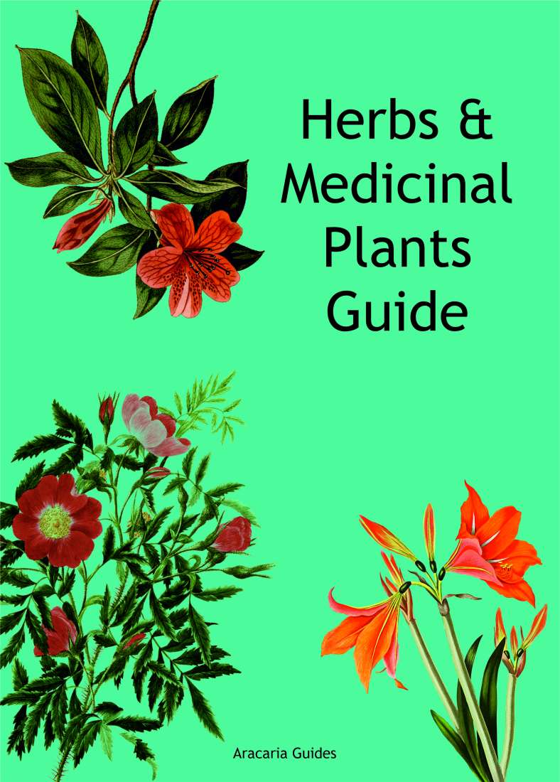 herb-medicinal-plants-growing-guide