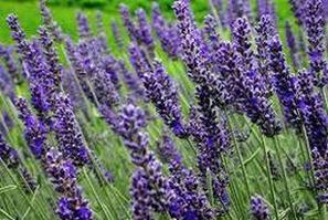 Image for <B>Lavender 10% Oil 50ml </B><I> </I>
